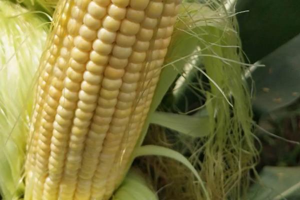 廉玉2号玉米种子特征特性，6月5~15日播种