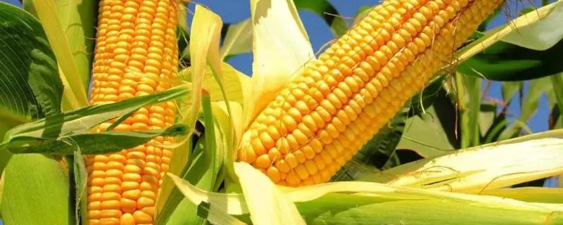 长江糯2号玉米种子特征特性，栽培密度每亩3500株左右