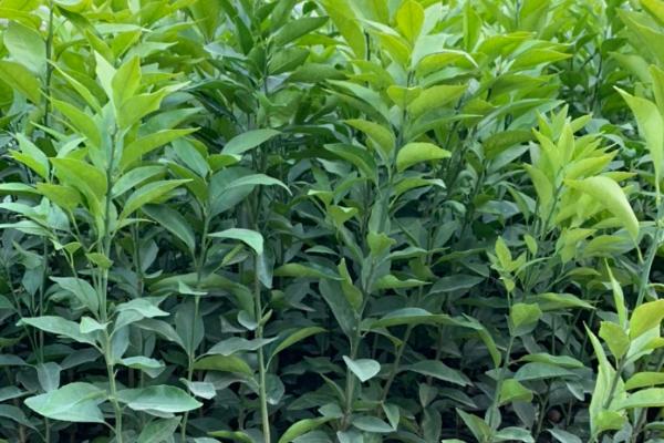 橙树苗怎么种植和管理，深翻土壤施入肥料后再定植
