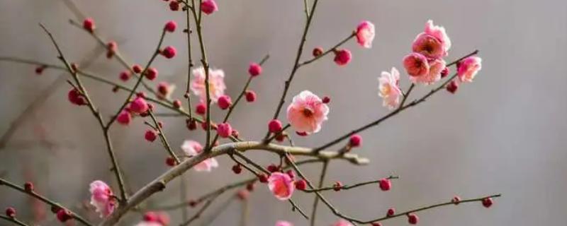 冬天开花的有哪些花，常见的有长寿花、梅花、虎刺梅等