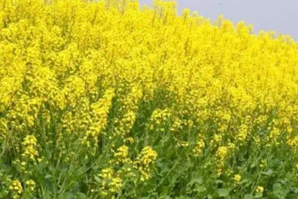 六月可以收获什么农作物，可以收获油菜、小麦、早稻等