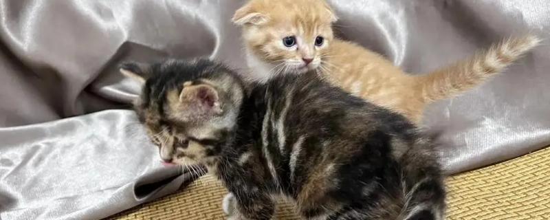 猫肚子经常抽搐的原因，可能是腹部疼痛、中毒、中暑等导致的
