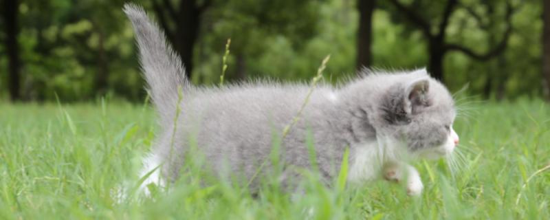 猫狗得肾病怎么办，需根据病况确定诊疗方案