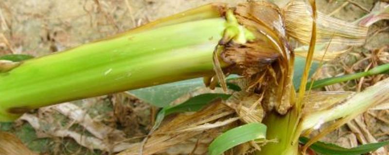 玉米性茎腐病的发病症状，主要为害中部茎秆和叶鞘
