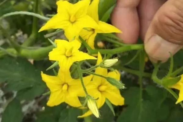 西红柿开花不结果的原因，可能是激素影响或缺乏光照等
