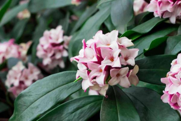 重庆市的市花，是山茶花
