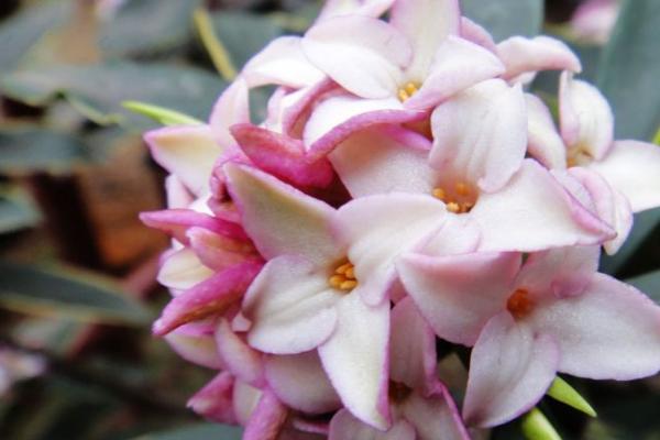 重庆市的市花，是山茶花