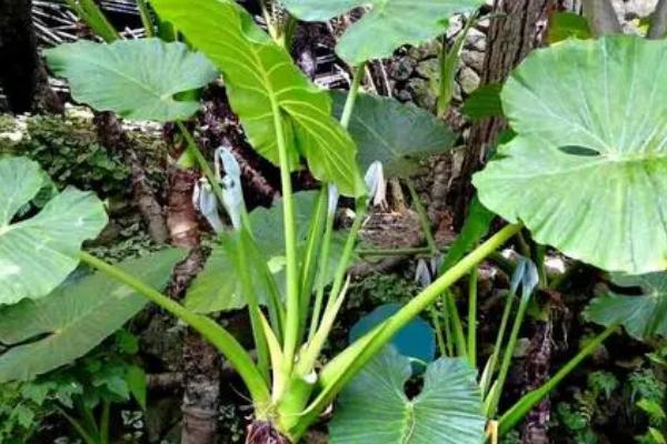 夏季怎么给滴水观音施肥，使用以氮肥为主的复合肥料