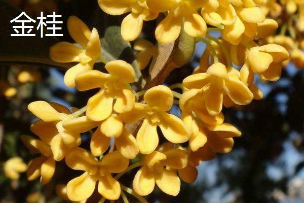 丹桂和金桂的区别，花色、叶片和花香均不同