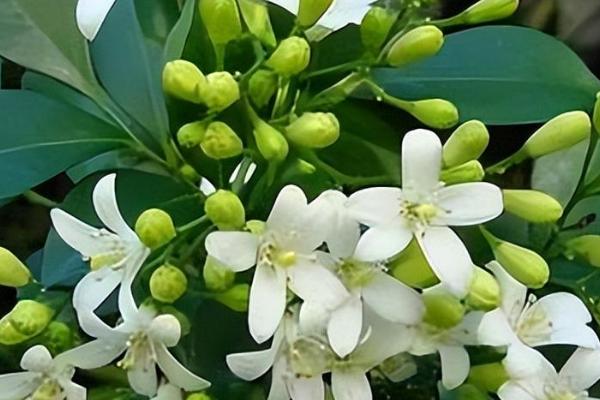 九里香的花期持续时间，最多持续3个月