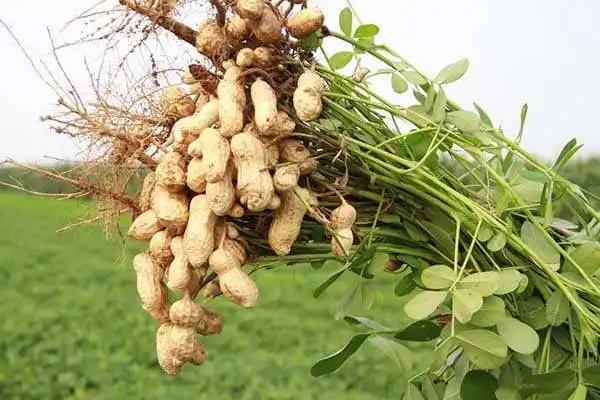 河北省适合种哪些花生品种，可选择冀花4号、冀花5号等