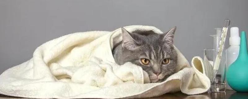 猫咪感冒时的症状，表现有体温降低、打喷嚏、流鼻涕等