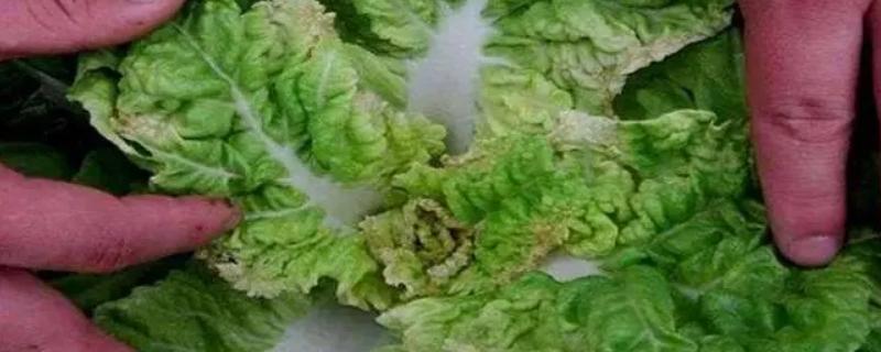 蔬菜缺钙症状，表现为顶芽、根毛等生长停滞等