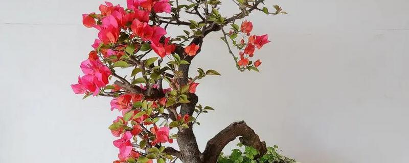 怎么在室内养殖三角梅，春季每天浇一次水