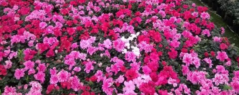 西洋鹃的花期，花期根据品种和生长环境而定