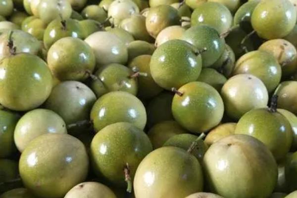 百香果开花结果所需时间，一般为8-10月份
