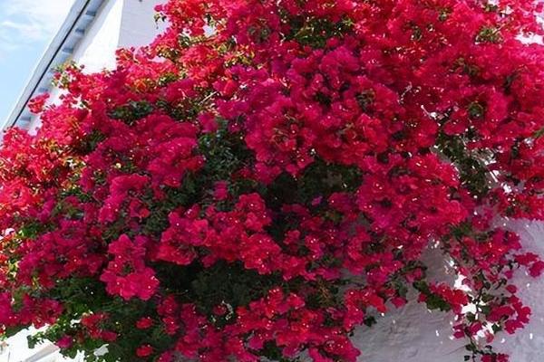 三角梅的花语，寓意热情、纯洁无暇等