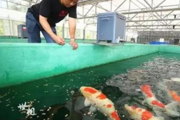 锦鲤喂什么饲料，可以投喂一些动物性饲料