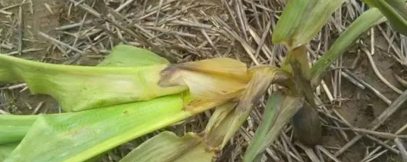 茎腐病发生规律，苗木木质化水平越低此病的发病率越高
