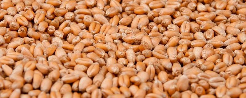 小麦种子分为哪几个部分，主要由胚、胚乳和种皮组成