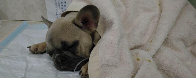 什么是犬冠状病毒病，是一种急性胃肠道传染病
