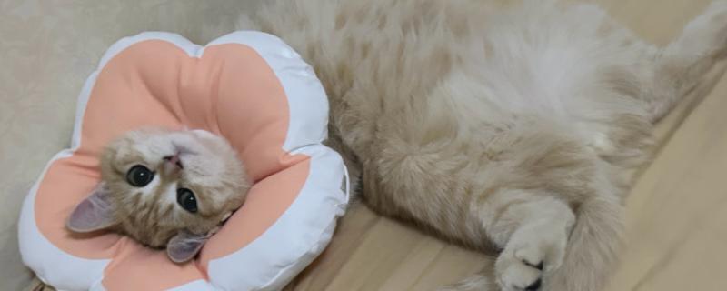 如何预防猫咪伤口发炎，可以给它佩戴伊丽莎白圈