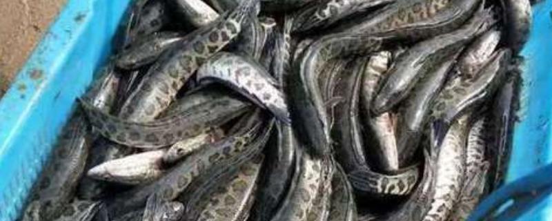 怎么养七星鱼，需要每天投喂两次