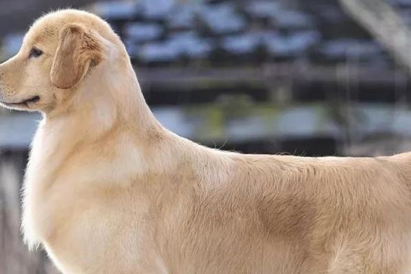 金毛寻回犬的价格，纯种的估计价格上万元