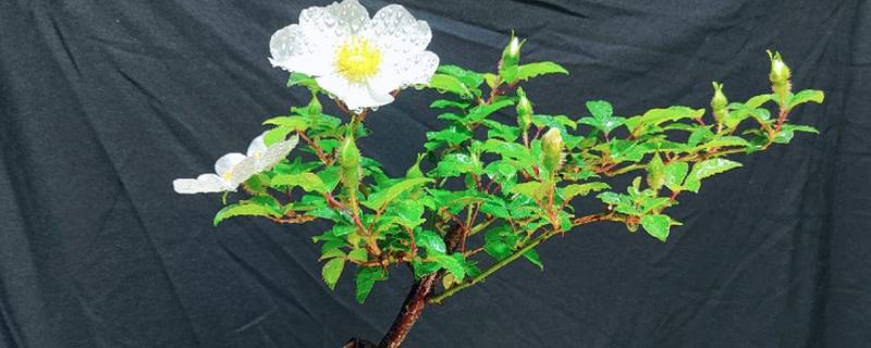 如何制作金樱子盆栽，需要定期对其进行修剪