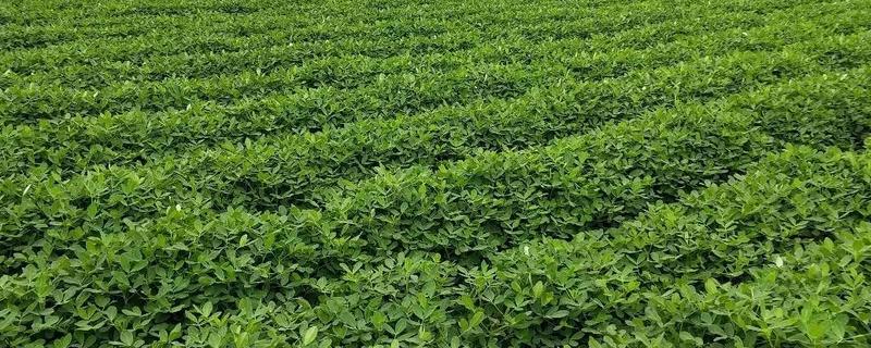 怎么避免花生出现空壳，追施肥料是有效措施