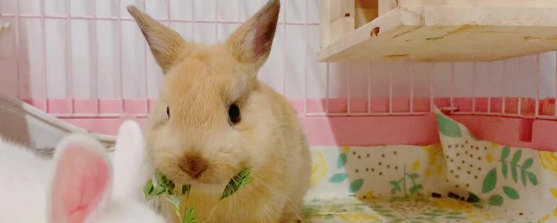 怎么与兔子培养感情，最好是亲自喂食