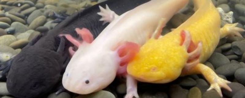 六角龙鱼简介，属于两栖动物