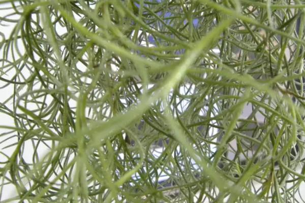养殖空气草的方法，平时要放在有散射光的地方