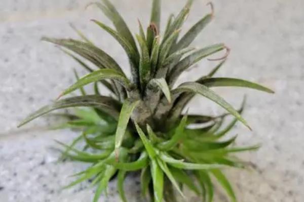 养殖空气草的方法，平时要放在有散射光的地方