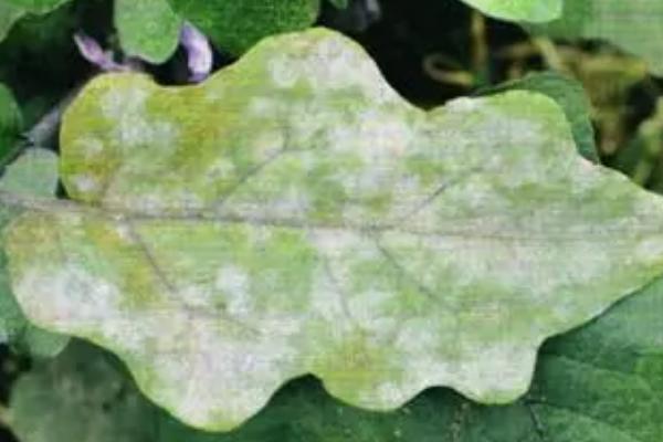 茄子白粉病的症状与防治方法，叶面会产生褪绿黄斑、背面产生白色霉斑