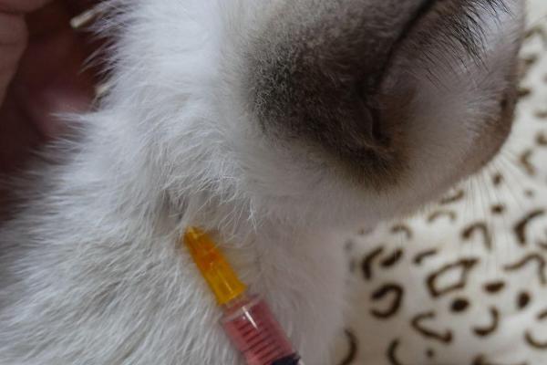 小猫打完第一针疫苗会出现哪些症状，个别情况下会出现过敏