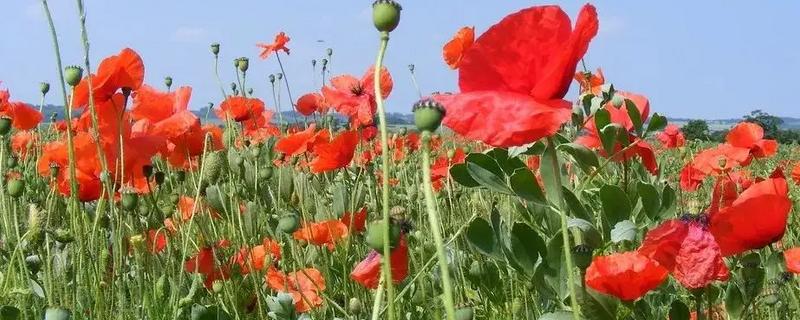 虞美人的花语，寓意生离死别、热情洋溢等