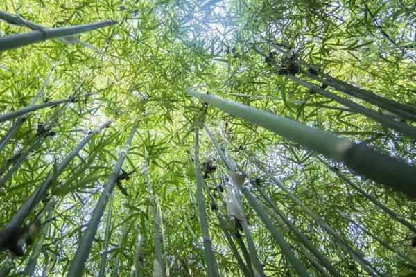 有哪些比较好的镇宅树，棕榈、桂花树、银杏树等树木均可起到镇宅作用