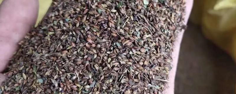 绣球花有没有种子，有种子但比较小