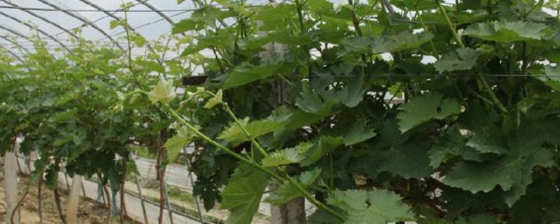 植物茎的分类，分为直立茎、缠绕茎等