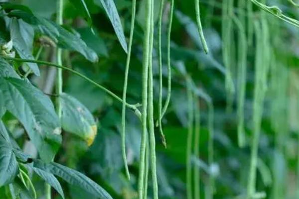 露天豆角种植技术，3月下旬至4月中旬种植为佳