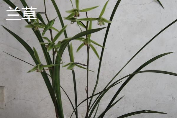 沿阶草和兰草有什么区别，形态、花序均不同