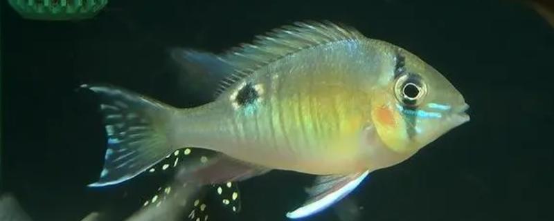 月亮鱼简介，广泛分布于印度洋、太平洋等热带海洋中