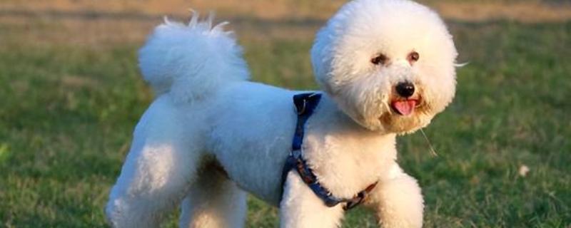 比熊犬的洗澡注意事项，要选择正确的宠物专用沐浴露