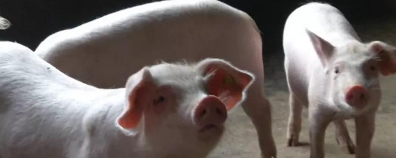 大猪采食量突降的原因，可能是饲料的适口性不佳、气味异常等因素导致