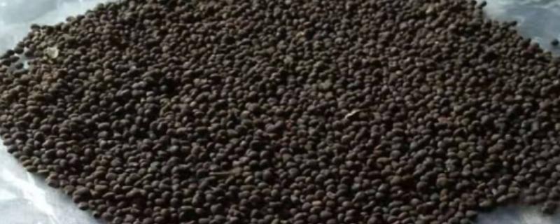 黄花菜种子的采集方法，选择没有病虫且栽植5-8年的黄花留种
