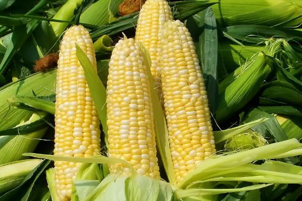 中玉335玉米品种简介，生育期140天