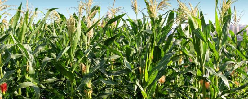 兆珍2号玉米品种的特性，抗病虫鉴定中抗大斑病