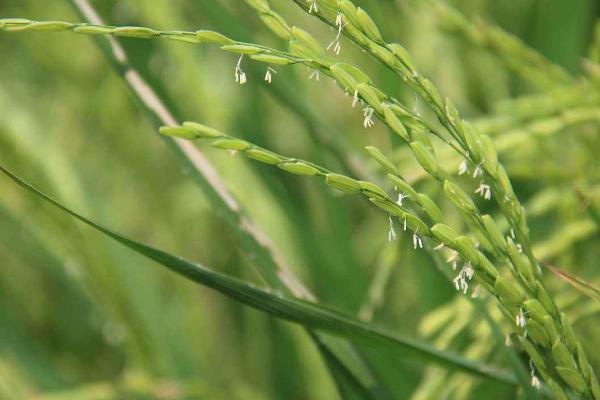 雪花新占水稻种子介绍，中抗白叶枯病（IV型菌3级