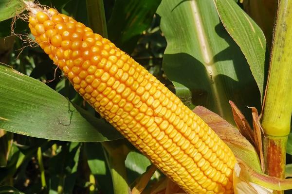 师单6号玉米品种的特性，平均生育期120天
